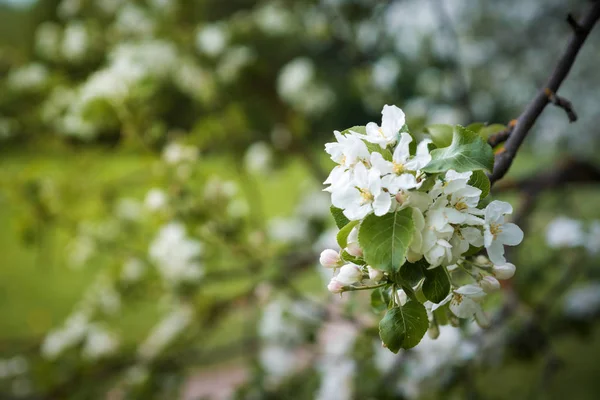 Flowering Apple tree branch in the spring garden — Stock Photo, Image