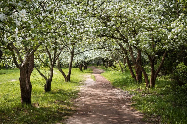 Track leading through Apple alley. spring flowering of trees — Stock Photo, Image