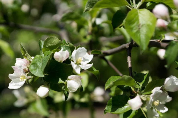 Spring flowers of Apple tree on green branch close up — Stock Photo, Image