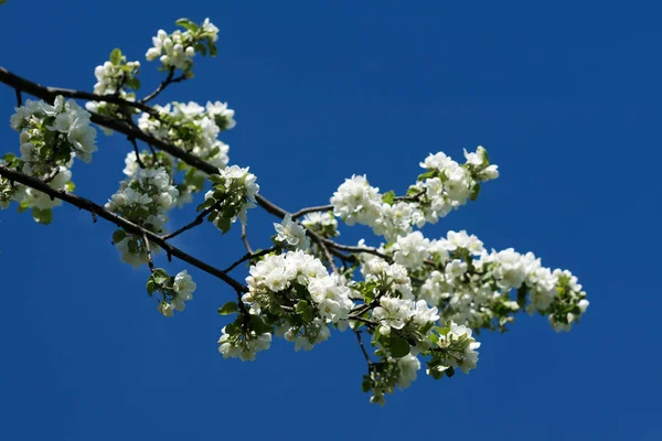 Spring flowers of Apple tree on a green branch against the blue sky — Stock Photo, Image