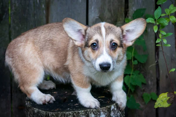 Retrato de una raza de perro rojo Corgi en la naturaleza —  Fotos de Stock