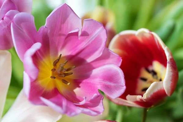 çiçek Lale güneş ışığında yakın çekim