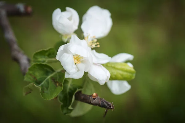 Blooming Apple tree branch in spring close up — Stock Photo, Image