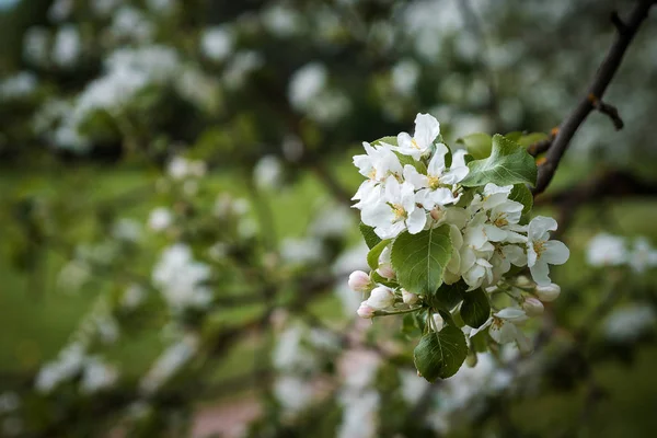 Blooming Apple tree branch in spring close up — Stock Photo, Image