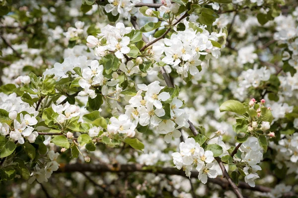 Apple blossom closeup many flowers — Stock Photo, Image