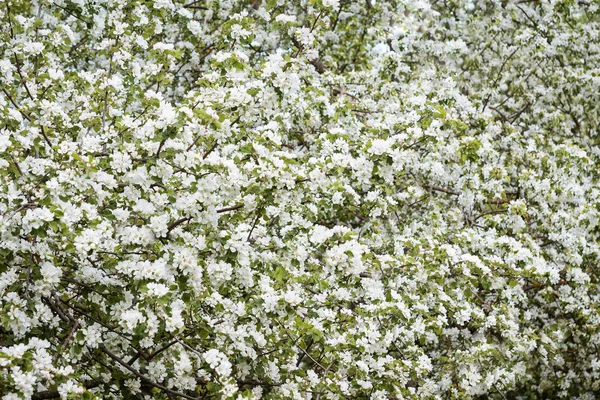 Apple blossom closeup many flowers — Stock Photo, Image