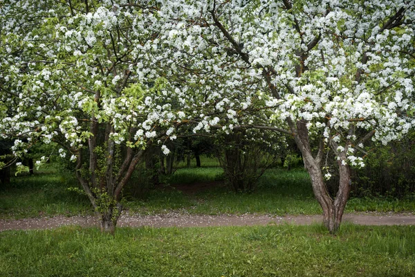 Callejón de manzana en flor en primavera — Foto de Stock