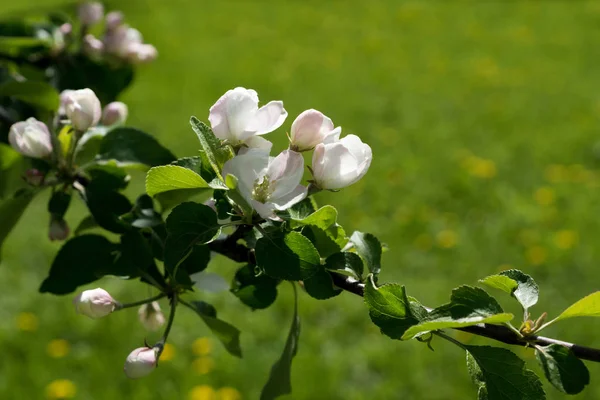 Blooming Apple tree branch in spring close up — Stock Photo, Image