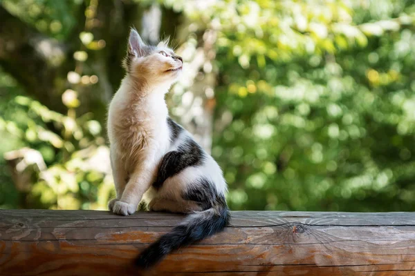 bir oturum açma oturan ve yeşil ağaçlar bulanık bir arka plan üzerinde güneşin tadını çıkarma siyah beyaz yavru kedi