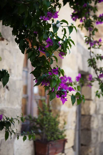 Bougainvilliers violets en cascade dans une maison en pierre — Photo