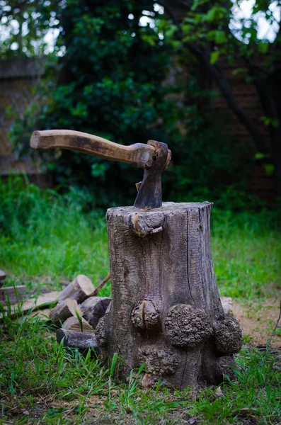 balta ve güdük ormanda