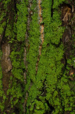 Ağaçtaki yeşil yosun.