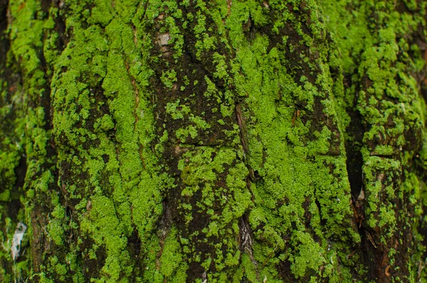 Musgo verde em uma árvore. — Fotografia de Stock