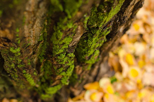 Grünes Moos auf einem Baum. — Stockfoto