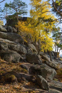 Bir kayalık uçurum üzerinde büyüyen ağaçlar.