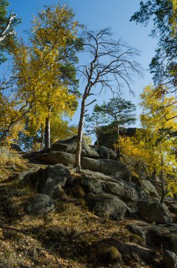 Bir kayalık uçurum üzerinde büyüyen ağaçlar.