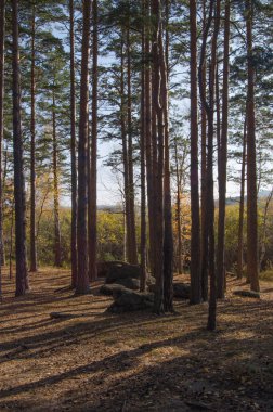 Çam ormanı içinde taş yığını.