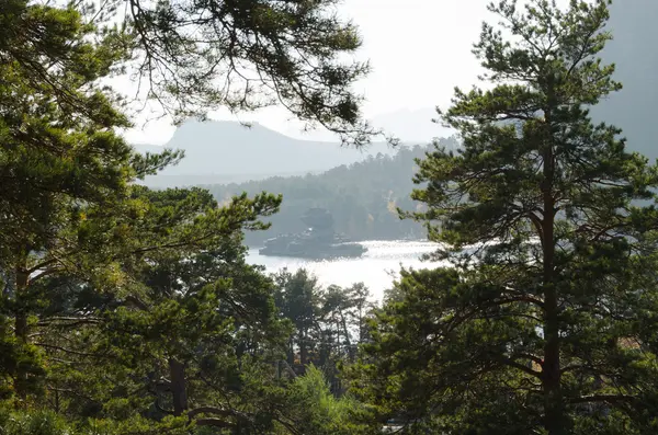 Kiefernwald vor dem Hintergrund hoher Berge. — Stockfoto