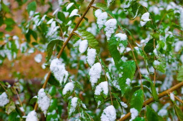 Snow on green leaves. — Stock Photo, Image