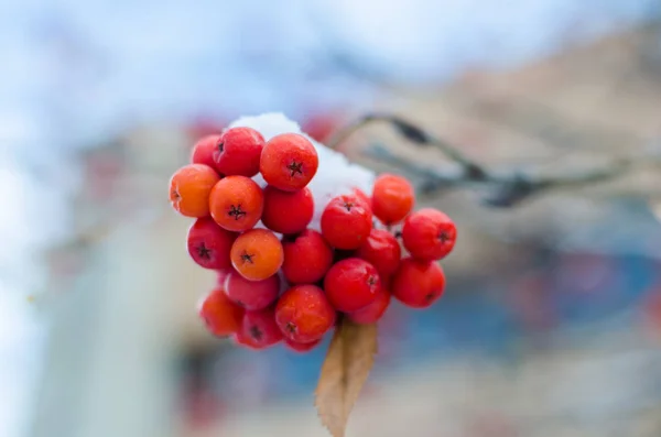 Cinzas de montanha cobertas de neve . — Fotografia de Stock