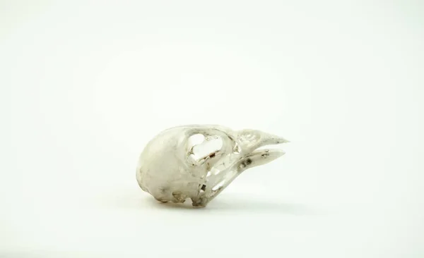 stock image The skull of the bird on white background.