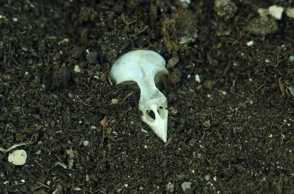 Teschio di uccello nel terreno . — Foto Stock