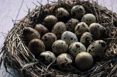 Yuvada bıldırcın yumurtası