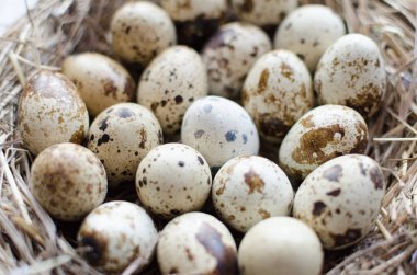 Yuvada bıldırcın yumurtası