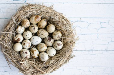 Yuvada bıldırcın yumurtası