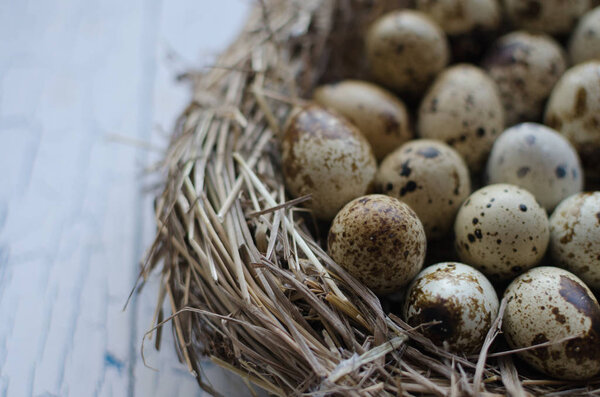 Quail eggs in the nest