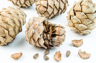 Beyaz arkaplanda çam kozalakları