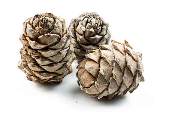 Beyaz arkaplanda çam kozalakları