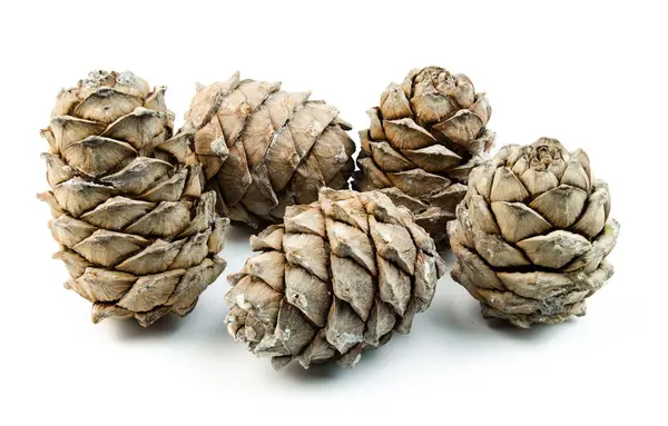 Beyaz arkaplanda çam kozalakları