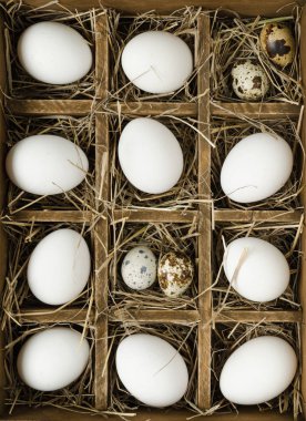 Bıldırcın ve tavuk yumurta hücreleri ile ahşap kutu