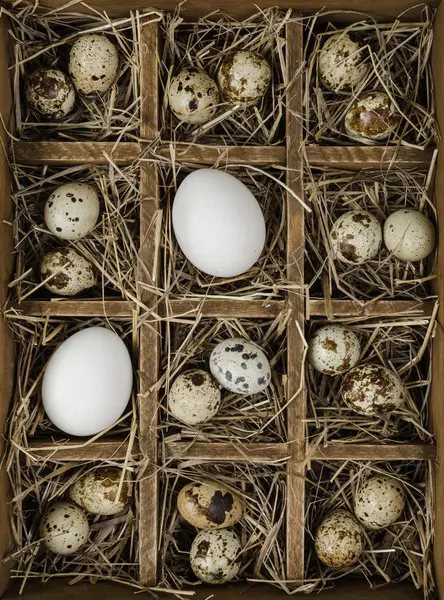ウズラと鶏の卵細胞と木製の箱 — ストック写真