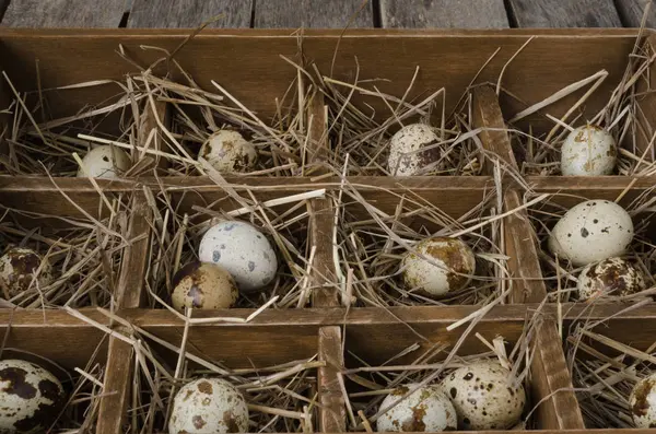 Œufs de caille sur foin dans une boîte en bois — Photo