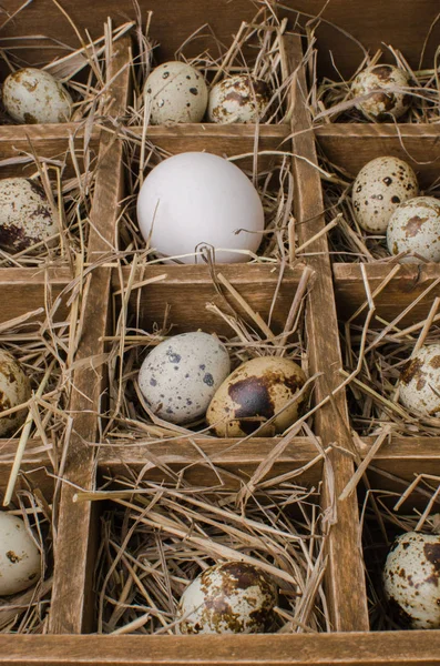 Boîte en bois avec des cellules qui sont des oeufs de caille et de poulet — Photo