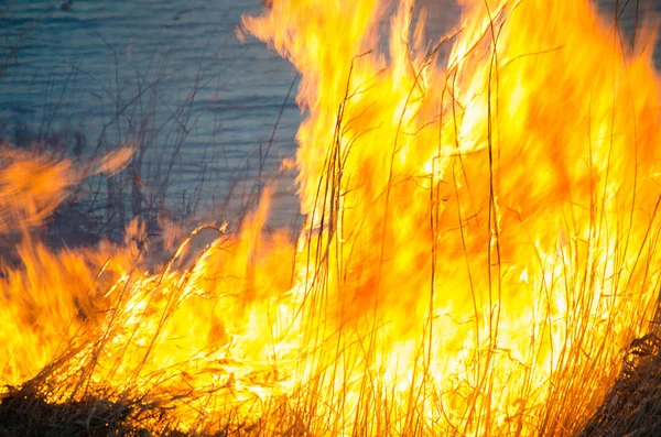 Brandend riet aan de oever van het meer — Stockfoto