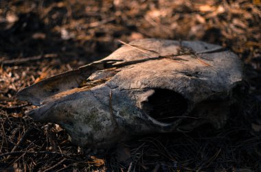 Atın kafatası yere düştü.