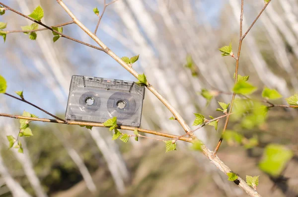 Audio cassette tape on the branch of a birch — Stock Photo, Image