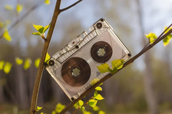 Audio cassette tape on the branch of a birch — Stock Photo, Image