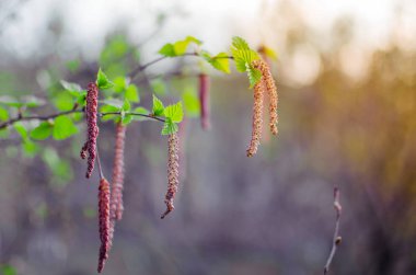 Güneşin huş kedicikler