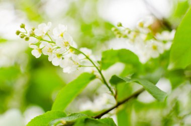 Çiçek açan bahar kiraz