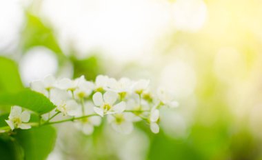 Çiçek açan bahar kiraz