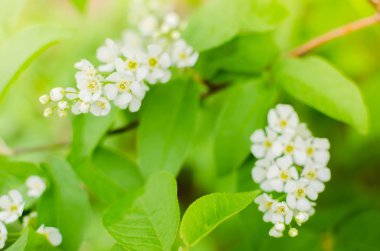 Çiçek açan bahar kiraz