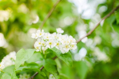 Çiçek açan bahar kiraz