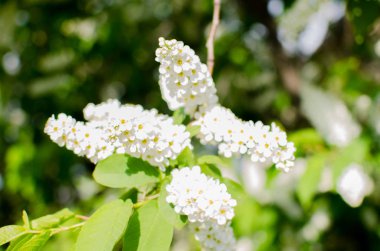 Çiçek açan bahar kiraz