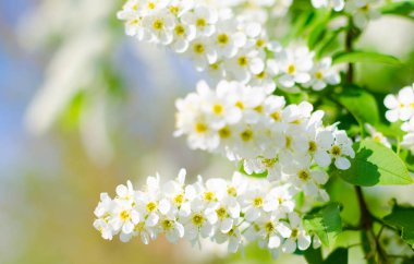 Çiçek açan bahar kiraz