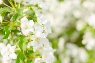 elma çiçeği Şubesi