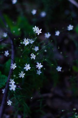 Akşam ormanda çiçekler